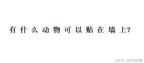 什麼動物可以貼在牆上|可以貼在玻璃上或牆上的動物，是什麼？男子回答壁虎被淘汰了